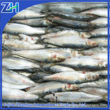 Frozen all types of sardines fish new products